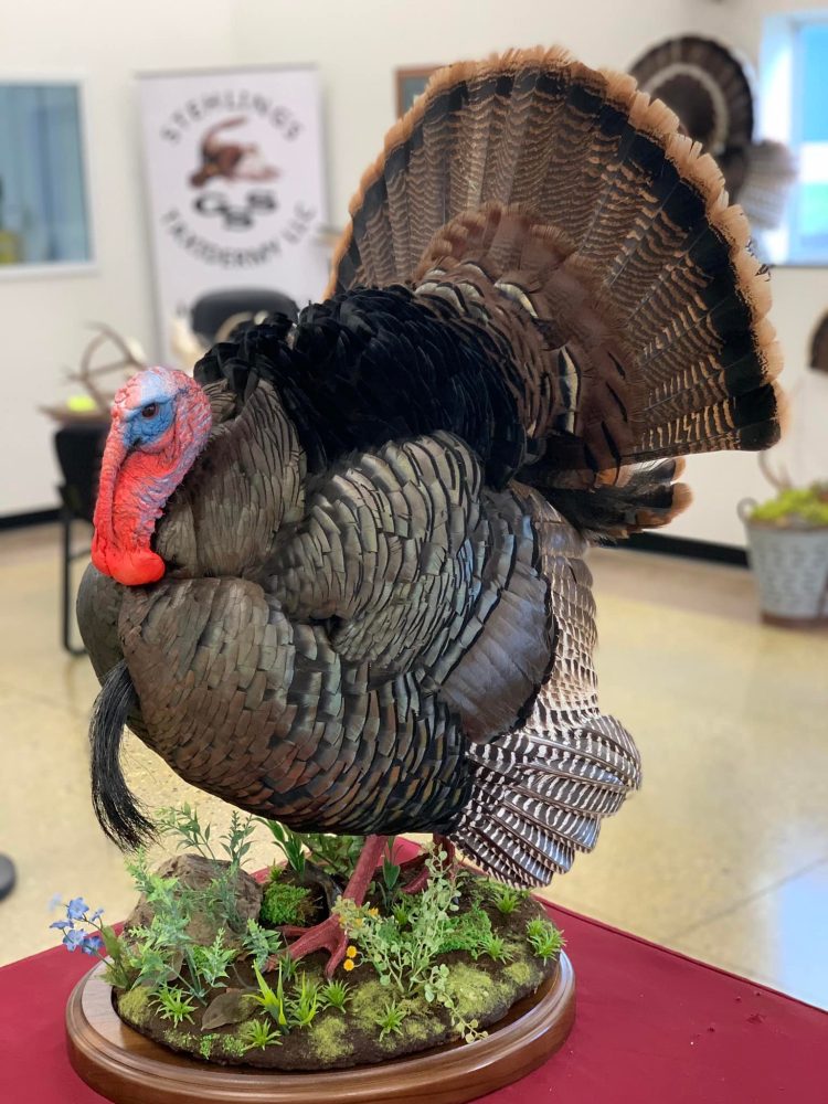 Bird taxidermy waterfowl taxidermy mounts, turkey mounts, caribou in velvet shoulder mount squirrel, dead mount goose, sea duck surf scoter diving whitetail deer taxidermy