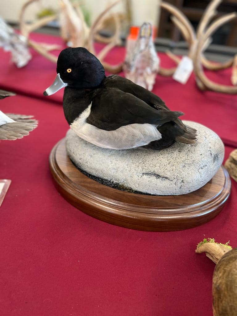 Bird taxidermy waterfowl taxidermy mounts, turkey mounts, caribou in velvet shoulder mount squirrel, dead mount goose, sea duck surf scoter diving whitetail deer taxidermy