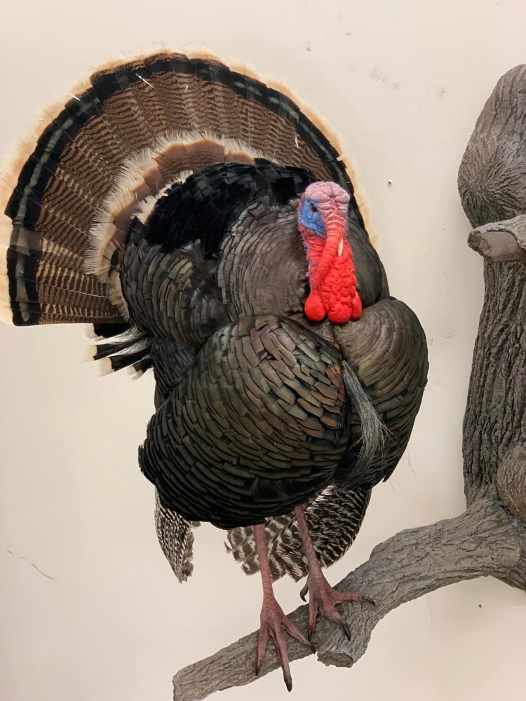 Bird taxidermy waterfowl taxidermy mounts, turkey mounts, caribou in velvet shoulder mount squirrel, dead mount goose, sea duck surf scoter diving whitetail deer taxidermy