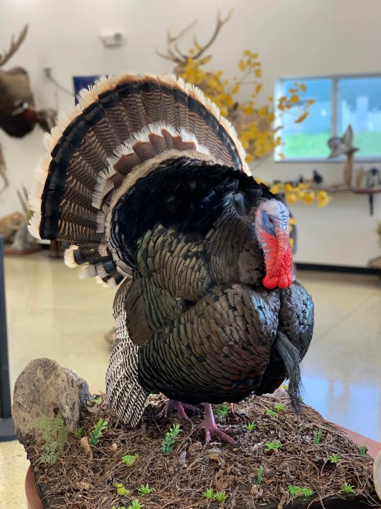 Bird taxidermy waterfowl taxidermy mounts, turkey mounts, caribou in velvet shoulder mount squirrel, dead mount goose, sea duck surf scoter diving whitetail deer taxidermy
