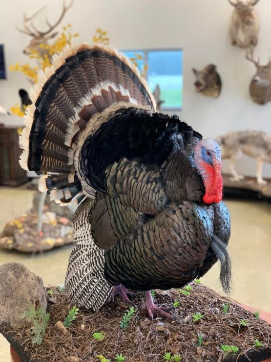 Bird taxidermy waterfowl taxidermy mounts, turkey mounts, caribou in velvet shoulder mount squirrel, dead mount goose, sea duck surf scoter diving whitetail deer taxidermy