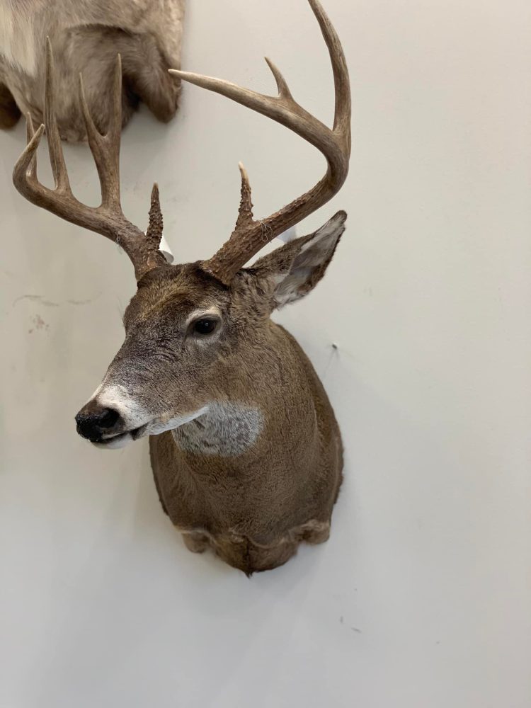 Bird taxidermy waterfowl taxidermy mounts, turkey mounts, caribou in velvet shoulder mount squirrel, dead mount goose, sea duck surf scoter diving whitetail deer taxidermy