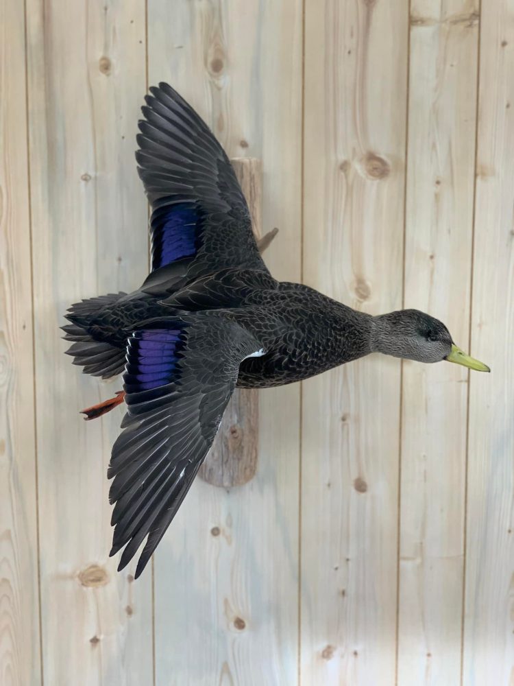 Bird taxidermy waterfowl taxidermy mounts, turkey mounts, caribou in velvet shoulder mount squirrel, dead mount goose, sea duck surf scoter diving whitetail deer taxidermy