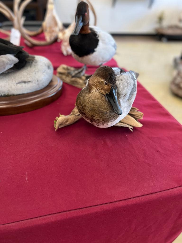 Bird taxidermy waterfowl taxidermy mounts, turkey mounts, caribou in velvet shoulder mount squirrel, dead mount goose, sea duck surf scoter diving whitetail deer taxidermy