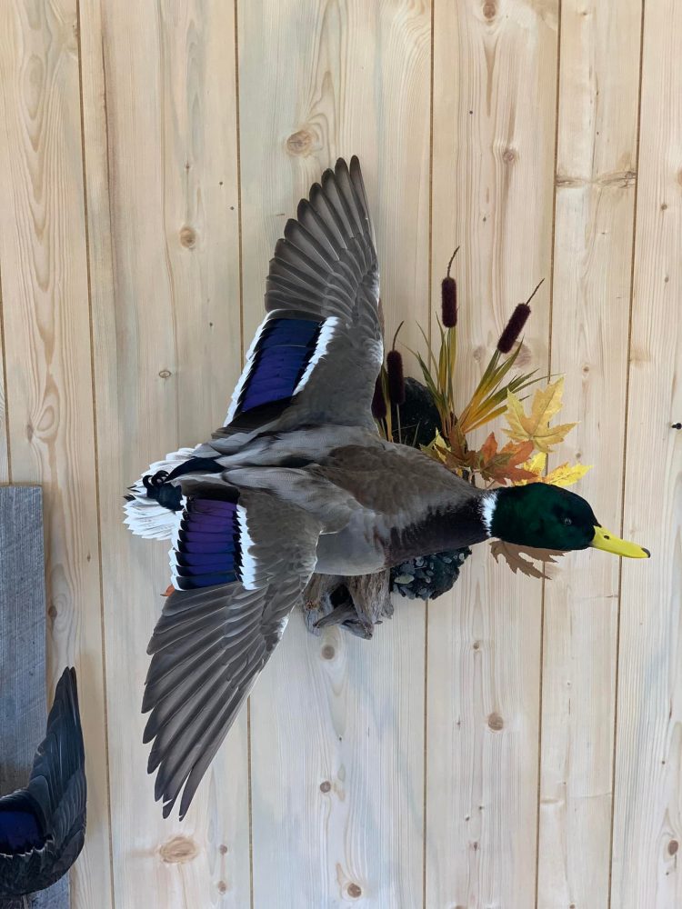 Whitetail deer shoulder mounts, waterfowl, flying mallard, coyote, spoonbill euro mounts, water splash scenes, Jeep fleet, raccoon , black bear mounts