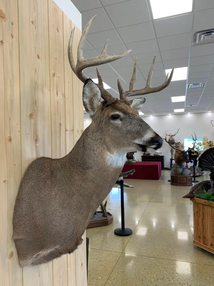 Whitetail deer shoulder mounts, waterfowl, flying mallard, coyote, spoonbill euro mounts, water splash scenes, Jeep fleet, raccoon , black bear mounts