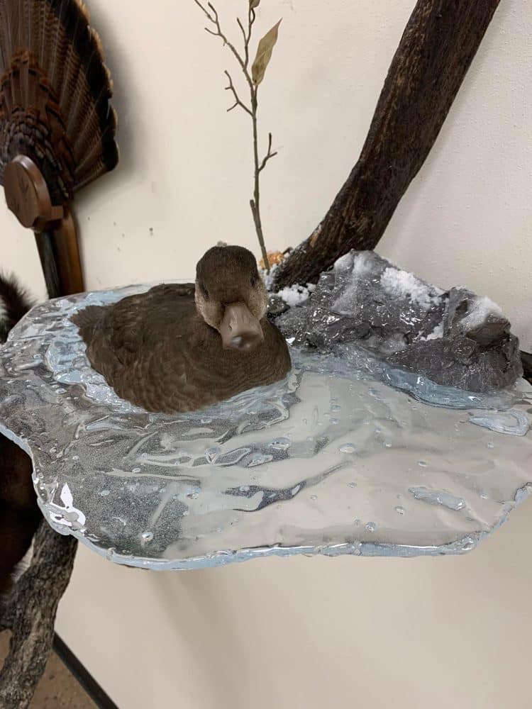 Whitetail deer shoulder mounts, waterfowl, flying mallard, coyote, spoonbill euro mounts, water splash scenes, Jeep fleet, raccoon , black bear mounts