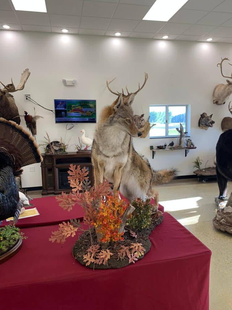 Whitetail deer shoulder mounts, waterfowl, flying mallard, coyote, spoonbill euro mounts, water splash scenes, Jeep fleet, raccoon , black bear mounts