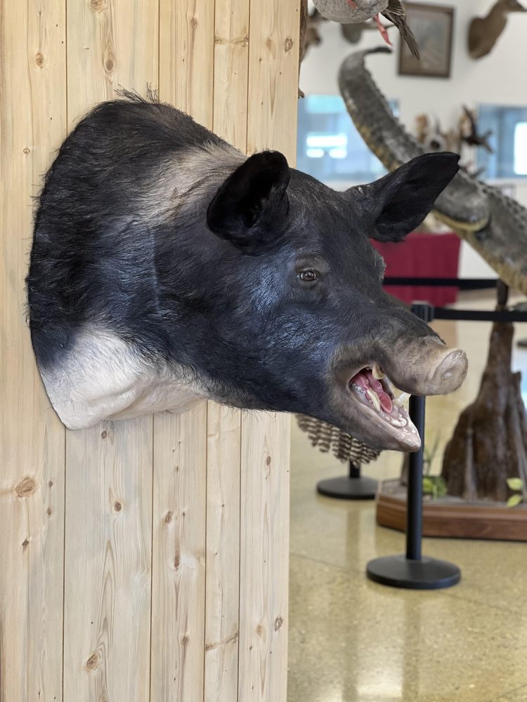 Perch ice scene, pig , hog, feral hog shoulder mount, mallard duck standing, snow goose standing preening, flying blue snow goose taxidermy mounts, waterfowl mounts, duck mounts