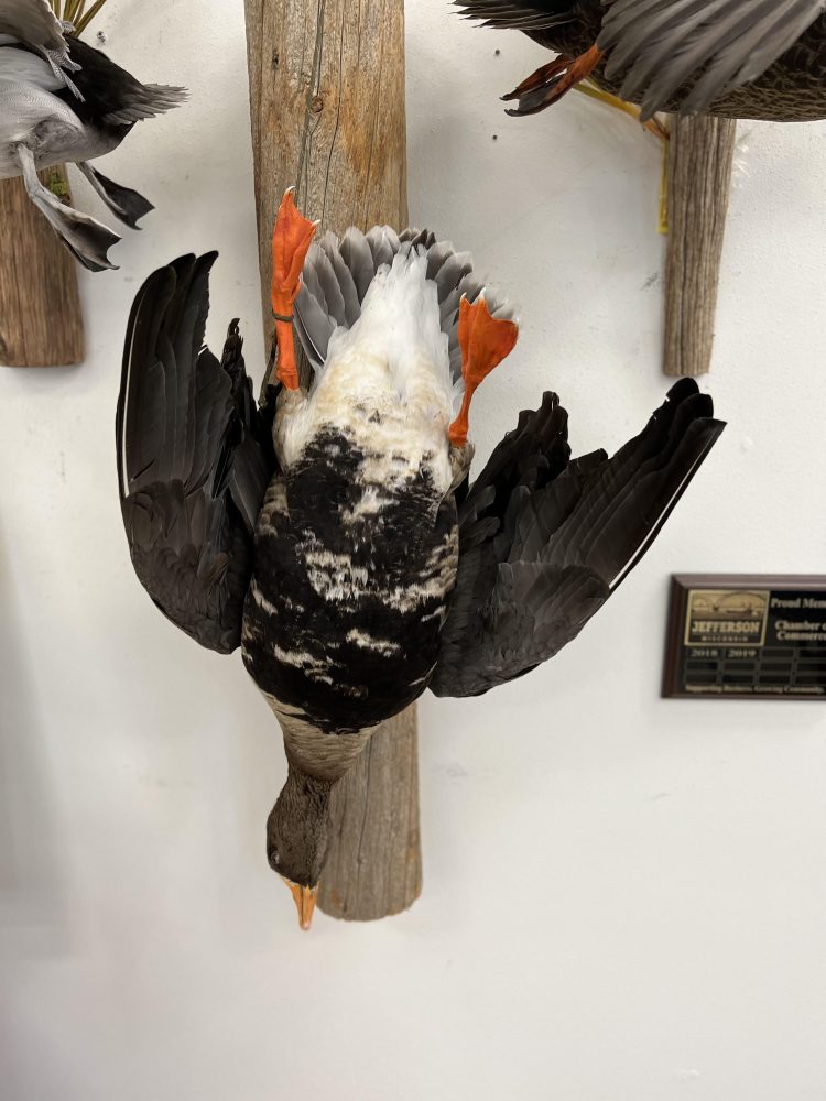 Perch ice scene, pig , hog, feral hog shoulder mount, mallard duck standing, snow goose standing preening, flying blue snow goose taxidermy mounts, waterfowl mounts, duck mounts