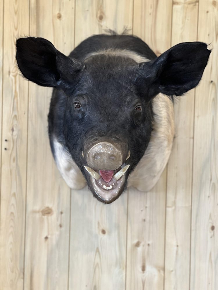 Perch ice scene, pig , hog, feral hog shoulder mount, mallard duck standing, snow goose standing preening, flying blue snow goose taxidermy mounts, waterfowl mounts, duck mounts