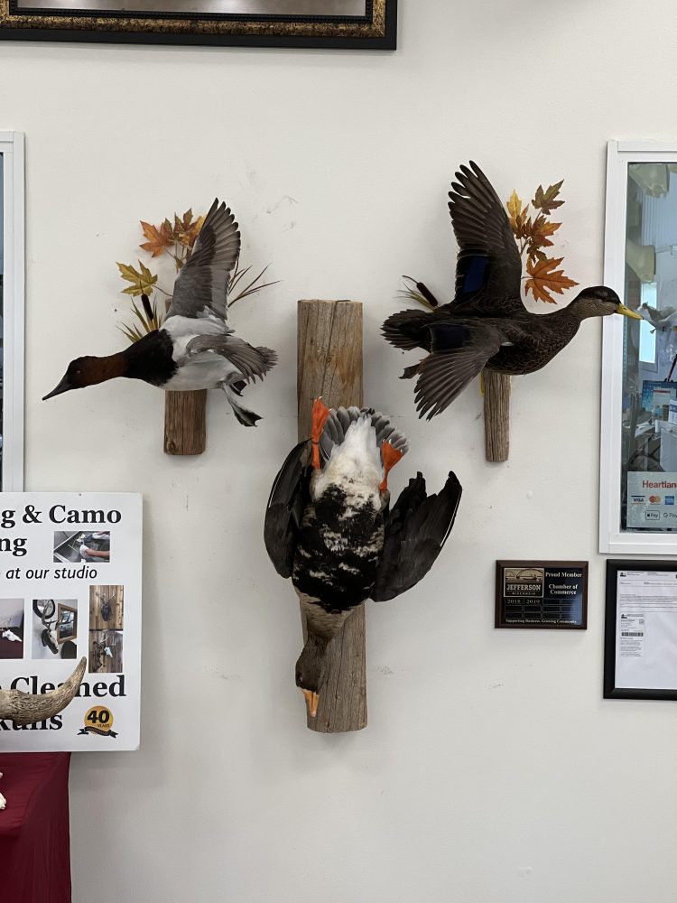 Perch ice scene, pig , hog, feral hog shoulder mount, mallard duck standing, snow goose standing preening, flying blue snow goose taxidermy mounts, waterfowl mounts, duck mounts