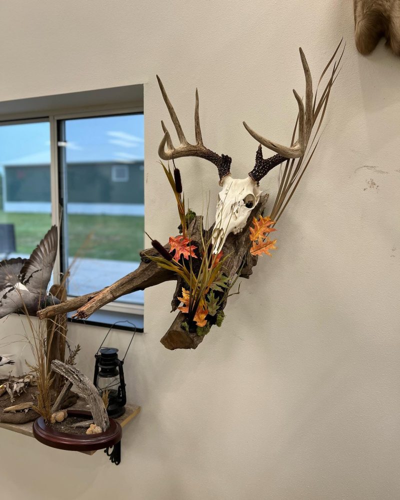 European skull mounts
