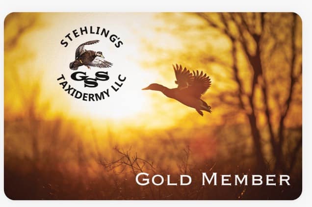 Gold member Stehlings Taxidermy