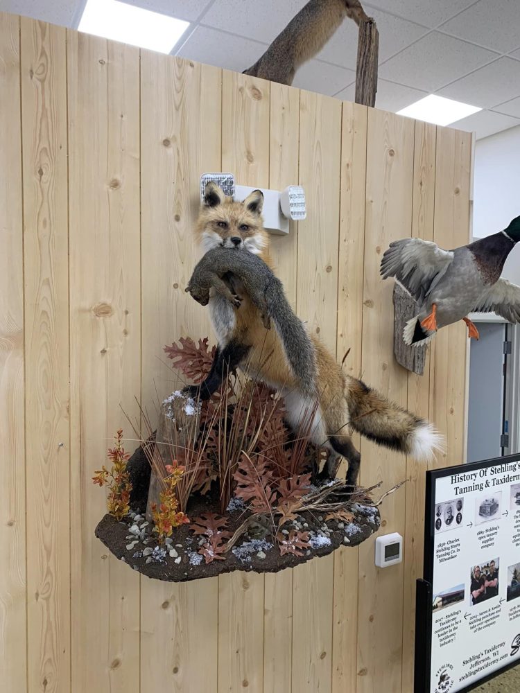 taxidermy mounts Wisconsin Stehlings Taxidermy woodduck swimming mount water scene duck taxidermy waterfowl black bear red fox standing crappies on rock habitat