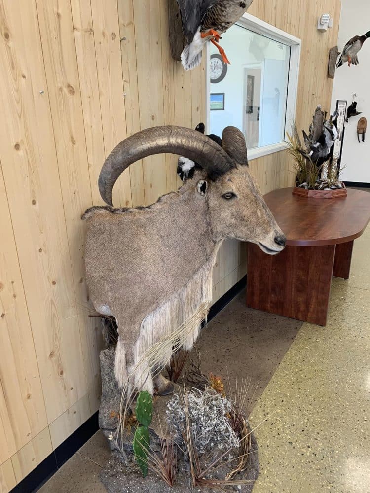 taxidermy mounts Wisconsin Stehlings Taxidermy woodduck swimming mount water scene duck taxidermy waterfowl black bear red fox standing crappies on rock habitat