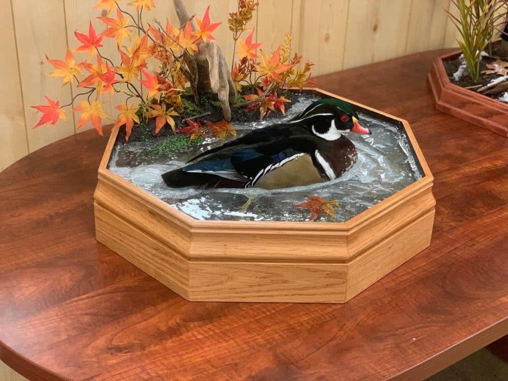 taxidermy mounts Wisconsin Stehlings Taxidermy woodduck swimming mount water scene duck taxidermy waterfowl black bear red fox standing crappies on rock habitat