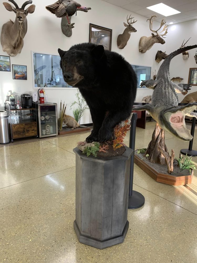 taxidermy mounts Wisconsin Stehlings Taxidermy woodduck swimming mount water scene duck taxidermy waterfowl black bear red fox standing crappies on rock habitat
