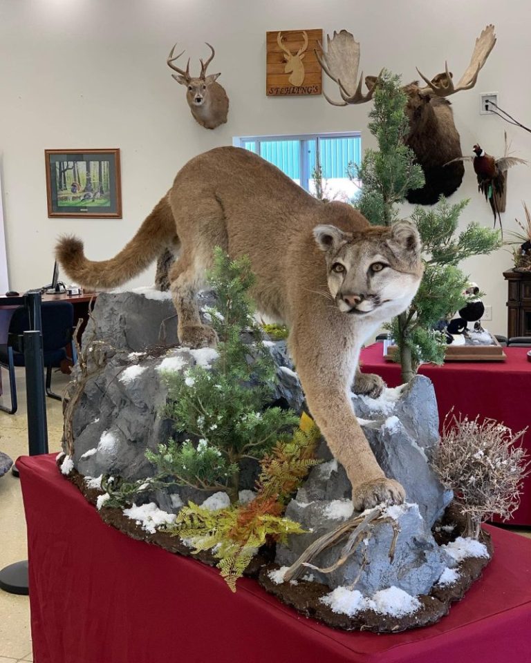 Mountain lion mount descending a rock and evergreen habitat base on a display table in the showroom