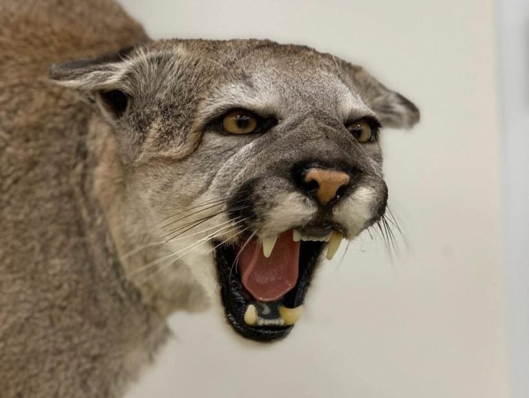 Close-up of a snarling mountain lion mount showing open mouth and teeth detail
