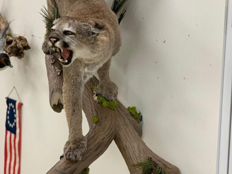 Cougar wall mount with open mouth mounted on a white wall in the Stehling's studio