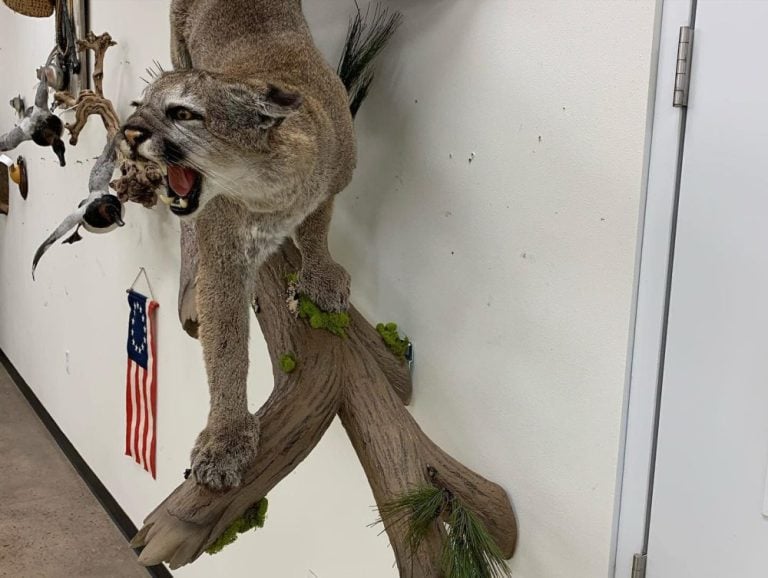 Mountain lion wall mount walking along a branch on a white wall