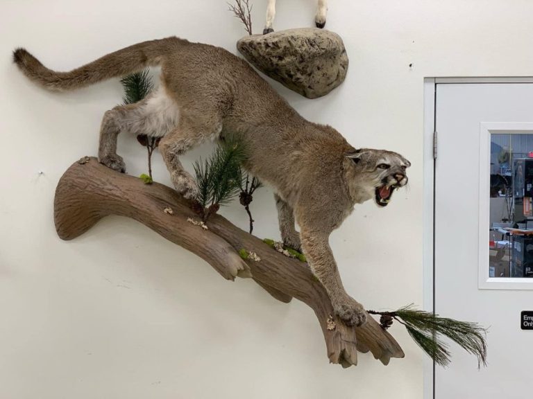 Cougar wall mount stretched along a branch, side view on a white wall