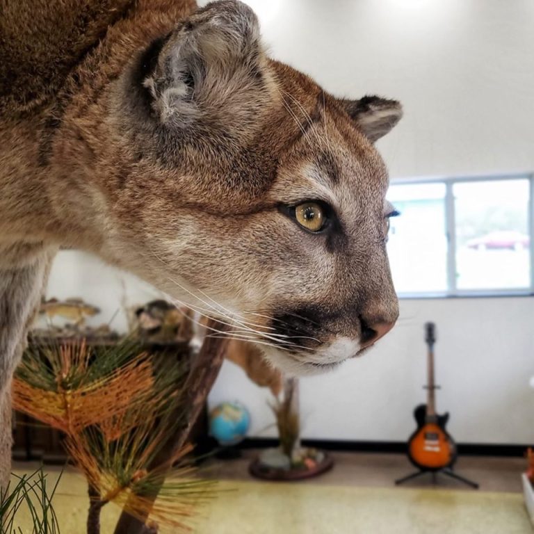 Close-up of a mountain lion mount's face showing anatomically correct eyes and expression