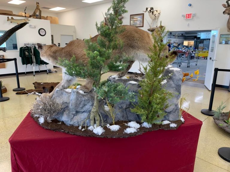 Custom mountain lion habitat base with rock work and evergreens before the mount is set