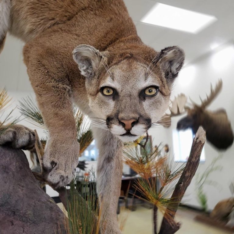 mountain lion mounts taxidermy big cat taxidermy mountain lion cougar mounts stehlings taxidermy award winning wiscosnin