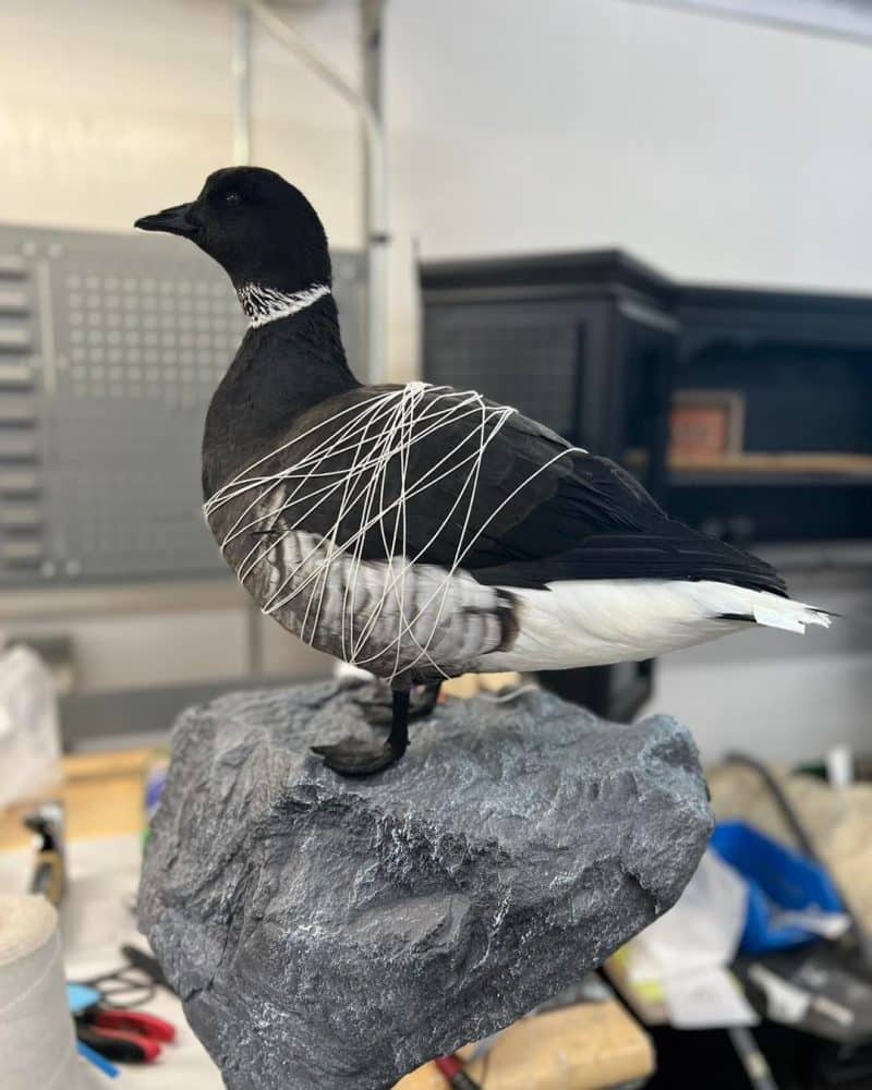 Standing Brant Goose Posed out , wrapped with string waterfowl taxidermy, stehlings taxidermy
