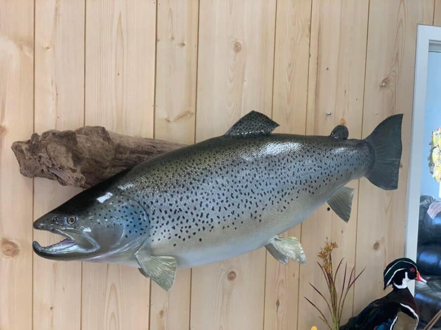 Great lakes brown trout skin mount fish taxidermy stehlings taxidermy