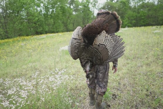 turkey field care guide stehlings taxidermy