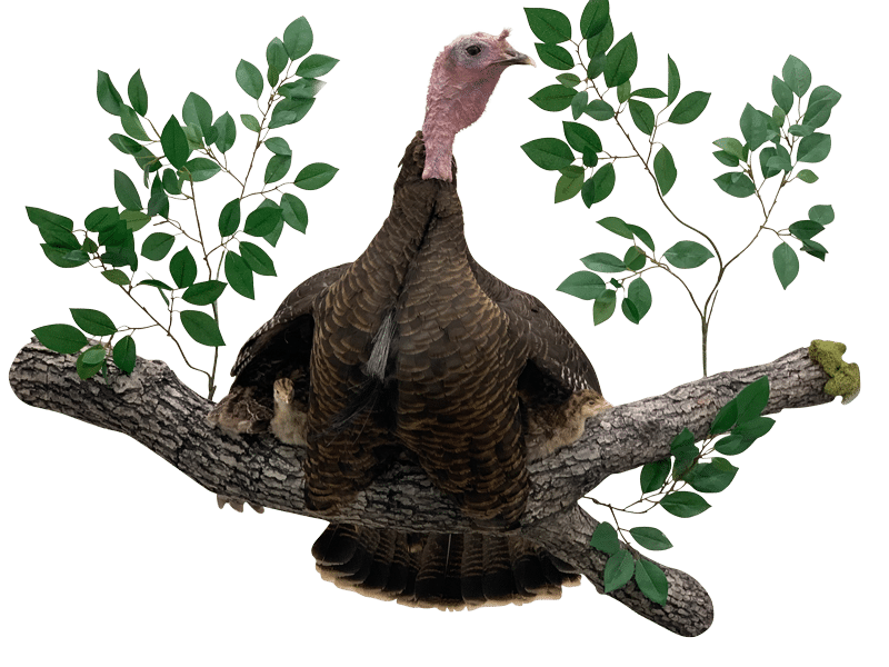 new-hen-turkey-with-poults-by-aaron-stehling-taxidermy new-hen-turkey-with-poults-by-aaron-stehling-taxidermy
