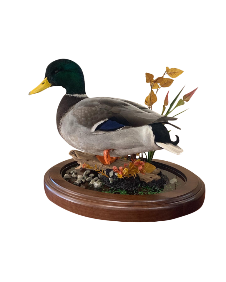 Standing mallard drake and hen taxidermy mounts on a walnut habitat base by Stehling’s Taxidermy