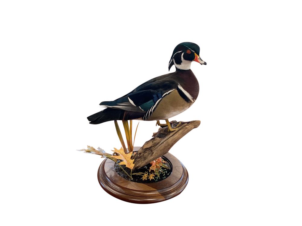 wood duck mounts ideas