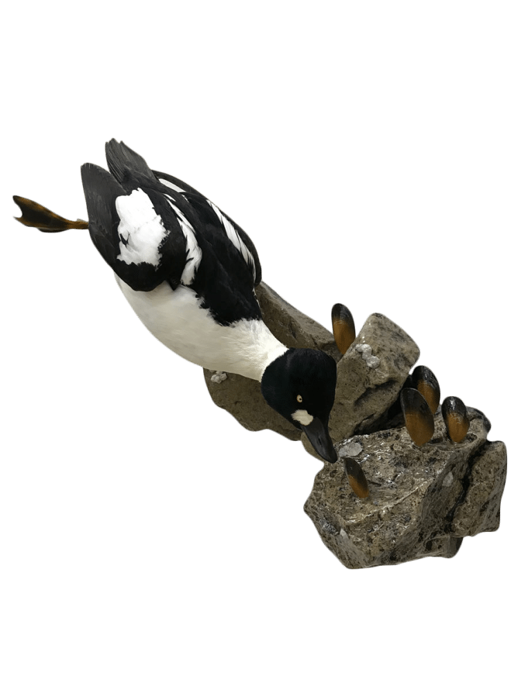 goldeneye duck mounts