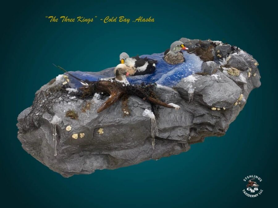 Cold bay alaska waterfowl taxidermy scene king eiders 7 taxidermy water scene Alaska waterfowl