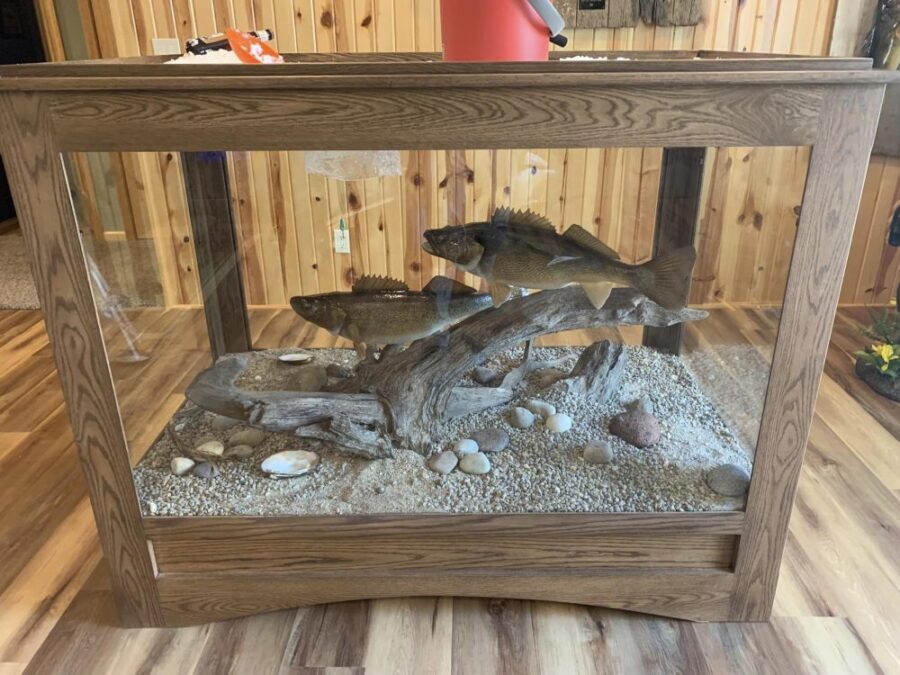 walleye ice fishing scene stehlings taxidermy 12