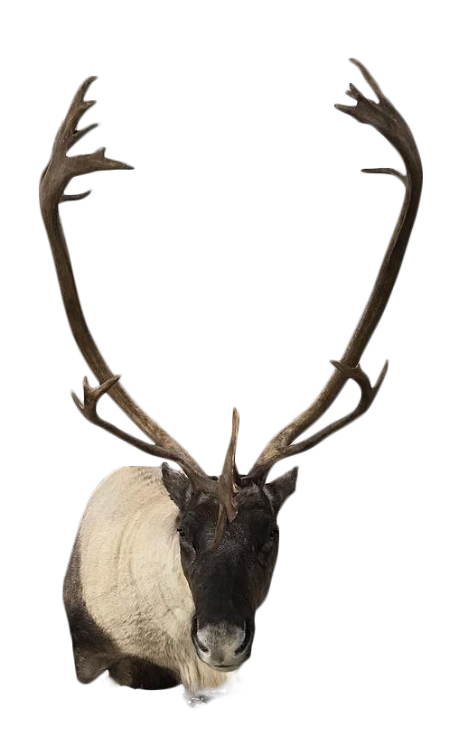 Majestic Mounts Taxidermy