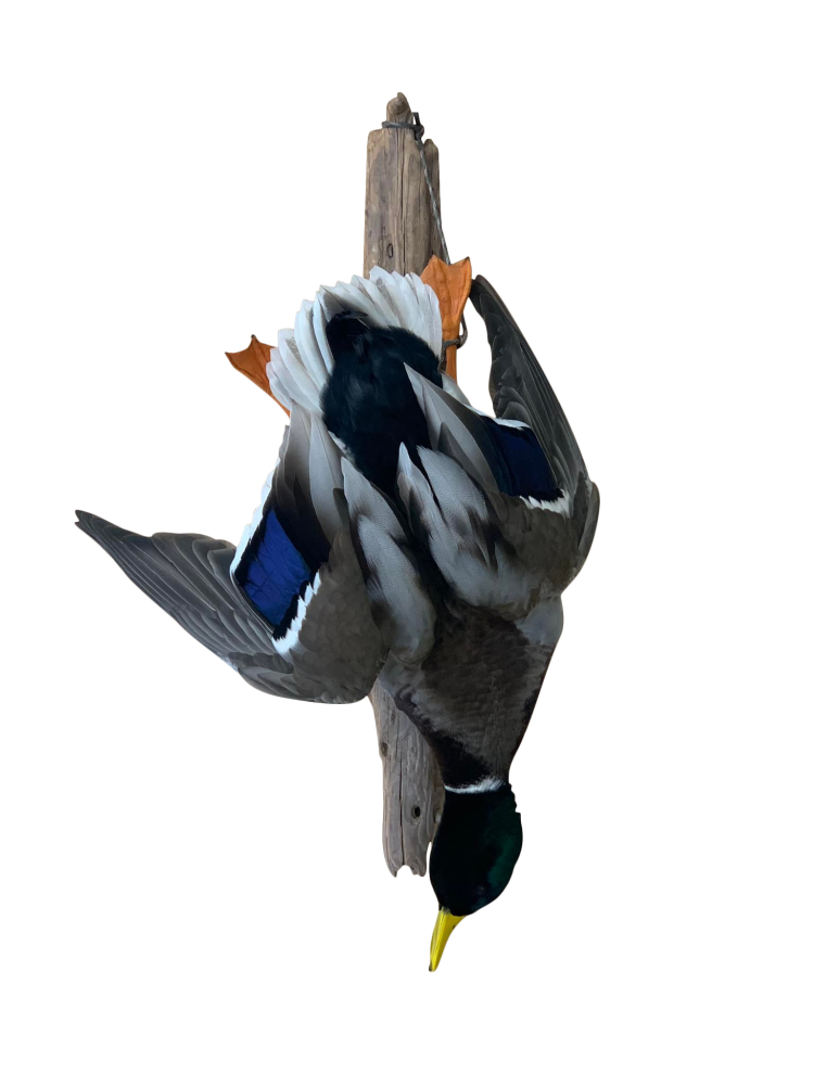 331790609_718295053088611_5981102128684193768_n dead mount ducks mallard stehlings taxidermy