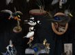 waterfowl taxidermy flyer , duck mounts stehlings taxidermy taxidermy twins