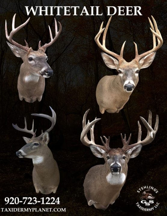whitetail deer season 2023