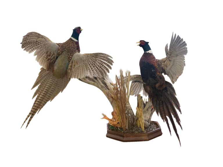 Pair of flushing ring-necked pheasant taxidermy mounts on a corn-stalk habitat base by Stehling’s Taxidermy