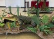 alligator taxidermy
