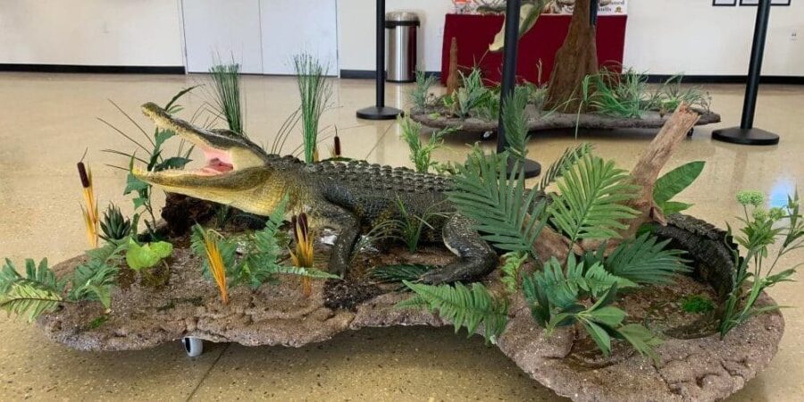 gator 5 alligator taxidermy