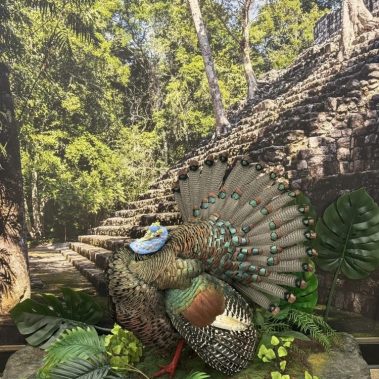 Ocellated turkey