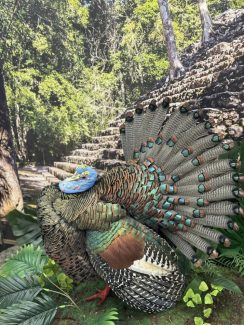 Ocellated turkey