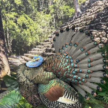 Ocellated turkey