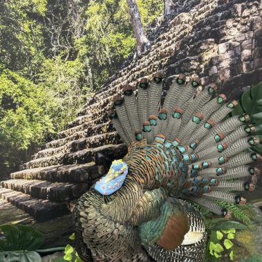 Ocellated turkey